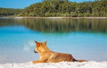 visitfraserisland_72462383_516253429212804_397734087432546033_n_2.jpg