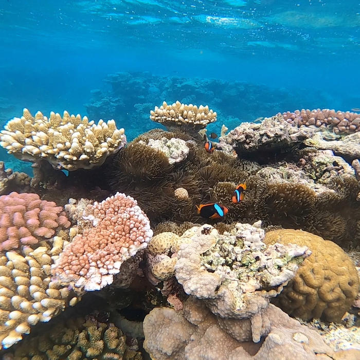 clown fish.JPG
