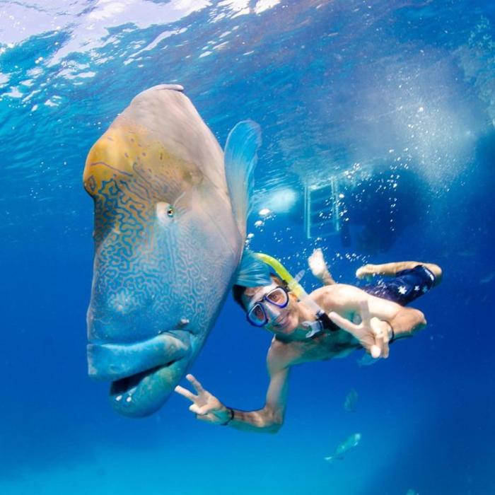 greatbarrierreeftours_11325624_792900707445921_1707816819_n.jpg