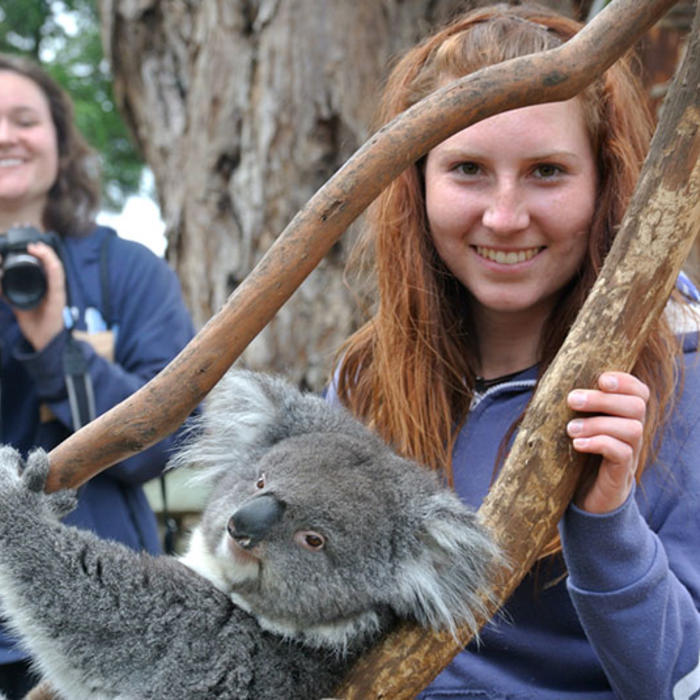 koala.jpg