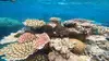 clown fish.JPG
