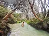 dingosfraserisland_75566972_987442881605385_8730168387360620989_n.jpg